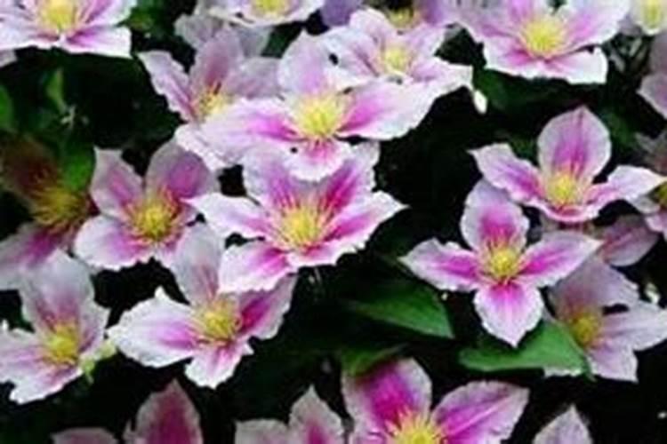 发霉的花生可以做肥料吗