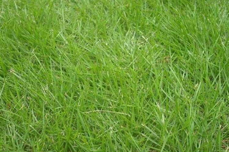 种植草坪需要施什么肥料