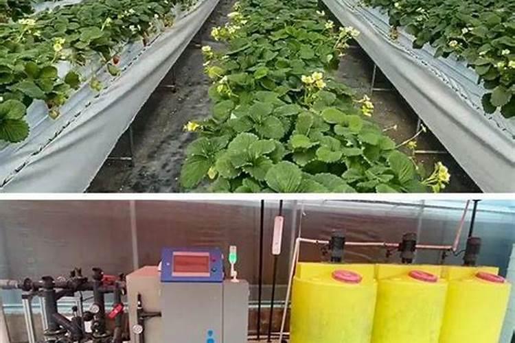 无土栽培不需要使用化肥是正确的吗？