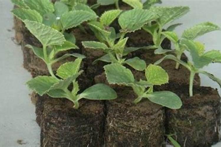 育苗基质的主要原料包含哪些