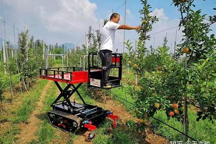 果园坐果率高是用了什么肥料做到的？