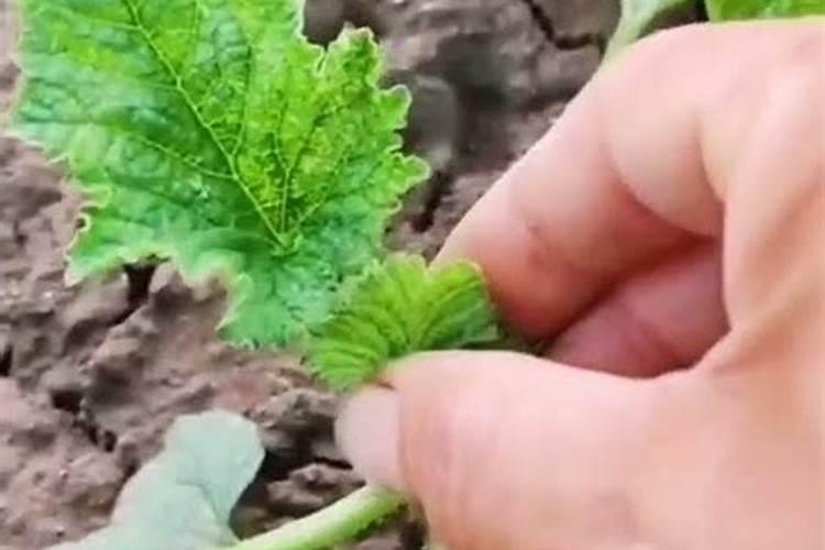 甜瓜打叶面肥的时期和叶面肥的选择有什么要点？