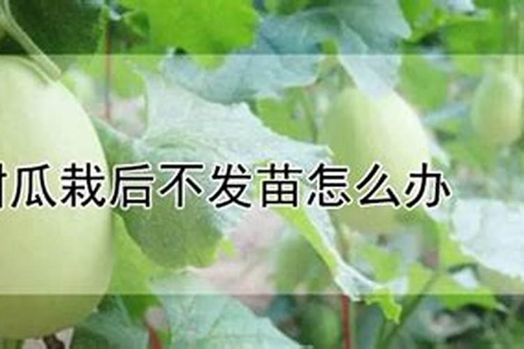 甜瓜增加甜度用什么方法？甜瓜叶面肥用什么？