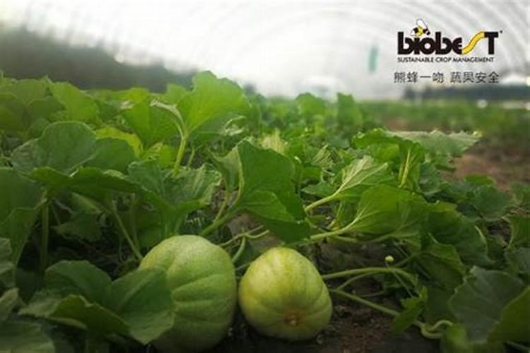 甜瓜打什么叶面肥最好？甜瓜施肥时间及方法？