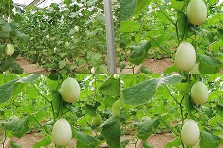 甜瓜白粉病如何防治