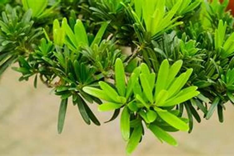 罗汉松叶子发黄干枯用什么药救活