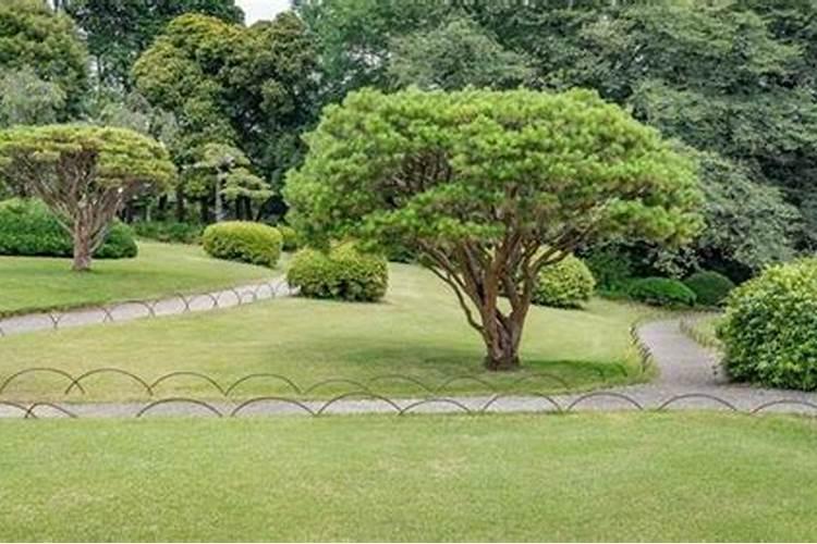 花种下多久可以施肥