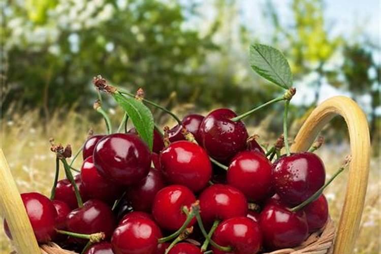 西瓜怎么种才不裂瓜 西瓜不裂瓜的方法