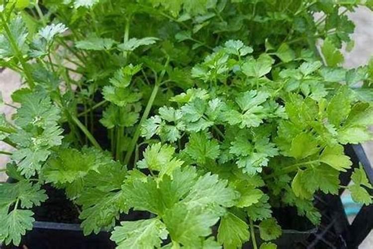 香菜根怎么种