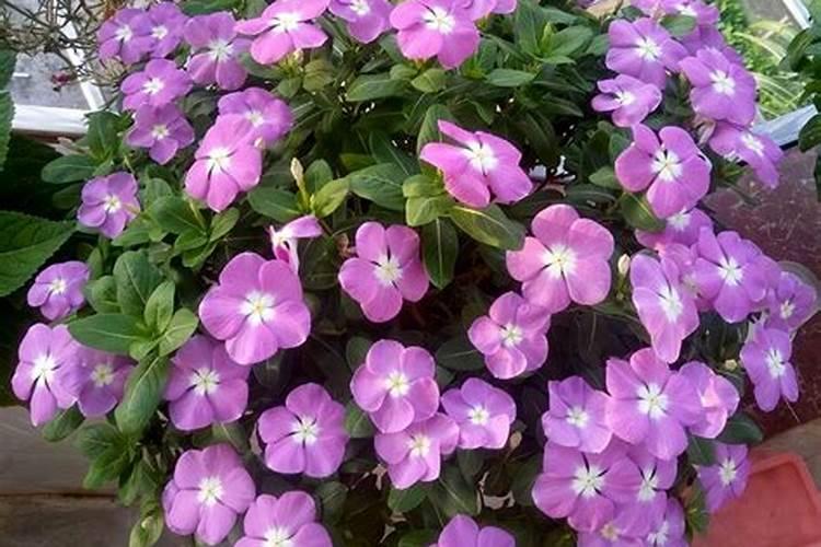 硅谷红彭果大量元素水溶肥有液体肥毒吗