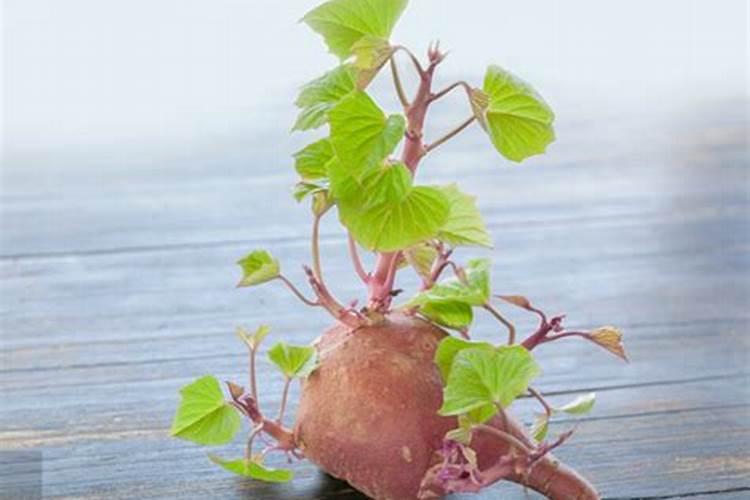 氯酸钾有哪些危险性并为何严禁用于烟花爆竹？