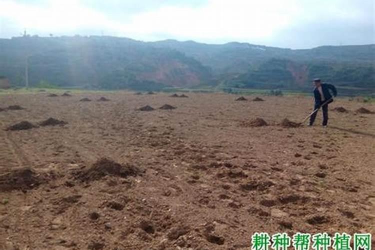 8月不管红薯藤？难怪你的红薯又小又丑!老农教你3招产量翻倍!