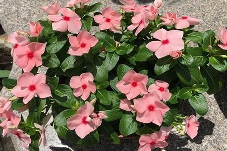 长春花浇什么肥料合适