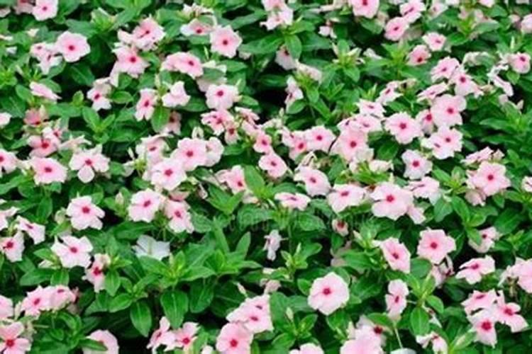 人体微量元素有哪些