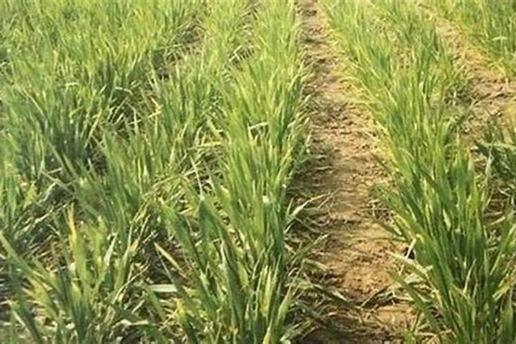 小麦发黄不生长是什么原因怎样防治？