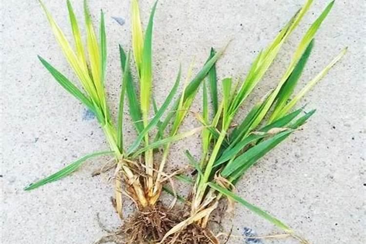 小麦叶子黄怎么办？