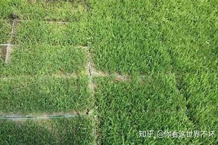要用什么特殊的方法稀释花生麸水呢？