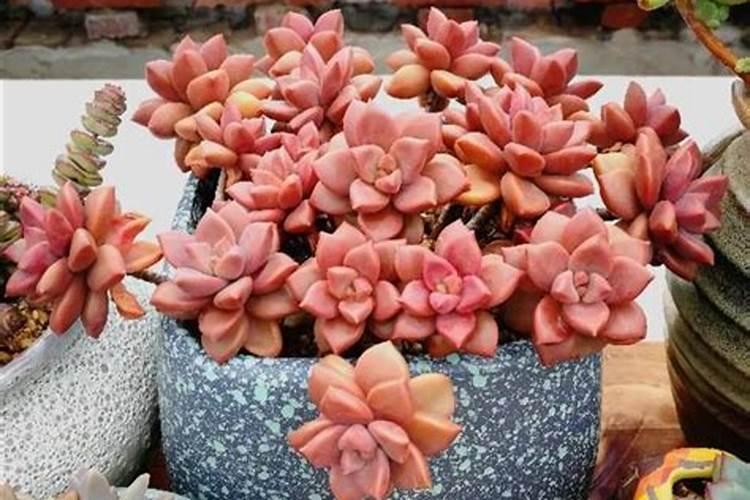 9月份嫁接梨树成活率到底高不高