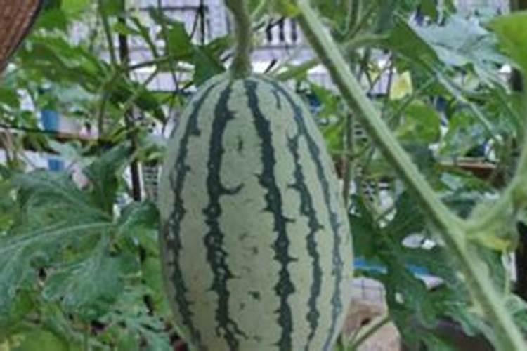 海藻肥的分类有哪些