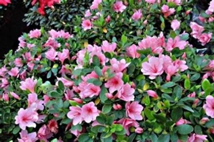 杜鹃花催花时间和方法