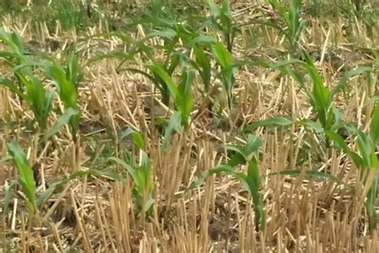 荞头种植方法和时间