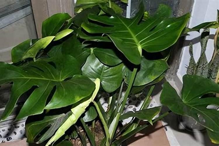 花生麸直接埋土方式