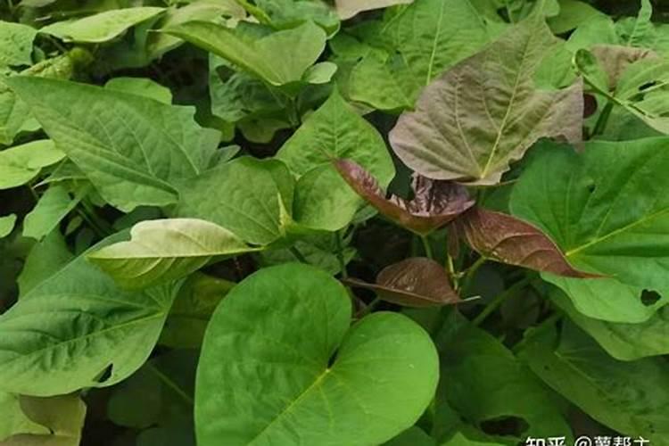 大棚用底肥需要注意什么？