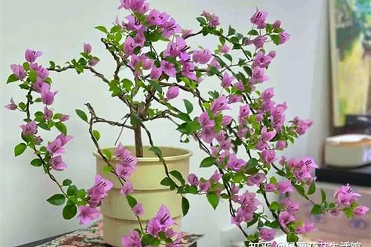 桃树用什么肥料好