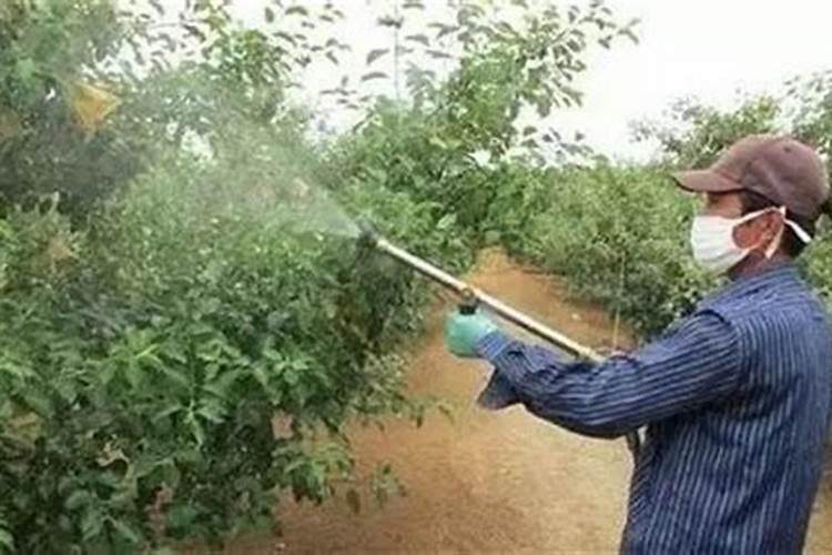 紫薇树施什么肥最好