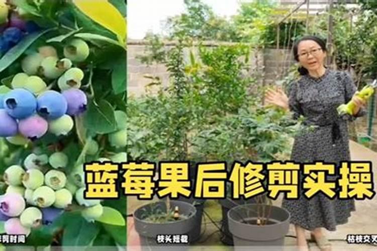 盆栽蓝莓结果少,教你小技巧,一次结果十多斤,营养又美味