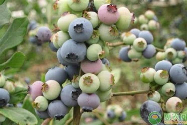 蓝莓开花结果期施什么肥好