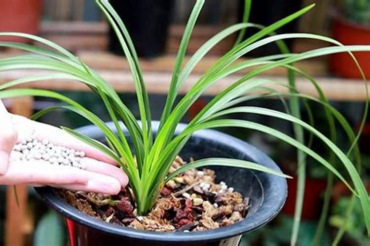 建兰什么时候出花苞？建兰十月出花苞能开吗