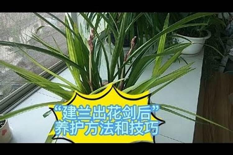 建兰长出花芽为什么开不出花来？