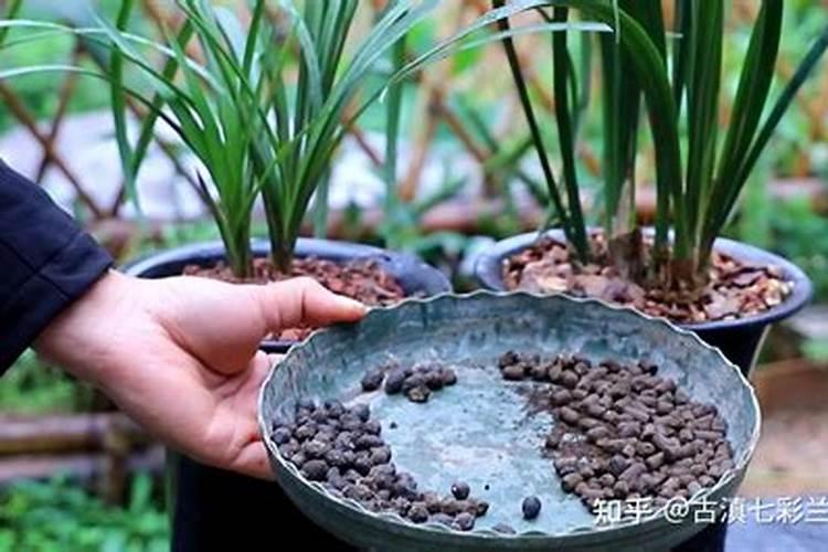 兰花用什么叶面肥最好