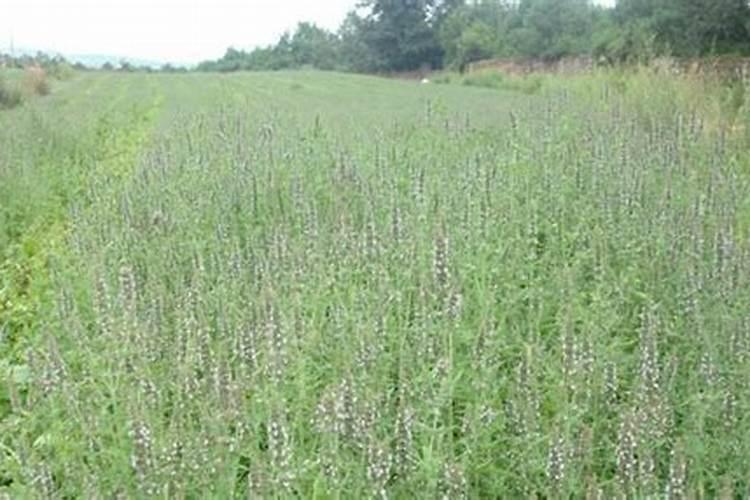 荆芥的种植方法及种植时间荆芥需要施什么肥