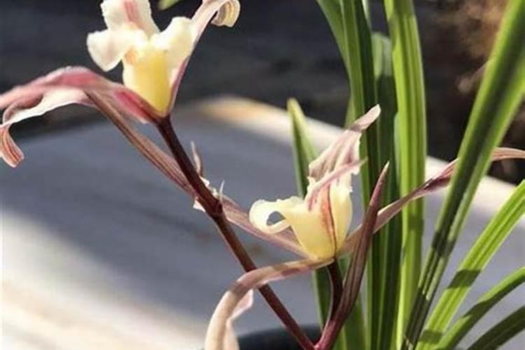 兰花叶子发黑干枯什么原因(兰花叶尖发黑变干是怎么回事)