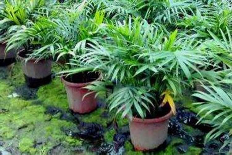 我想买一台聚乙烯塑料颗粒机,不知道需要多少钱？往哪里销售？