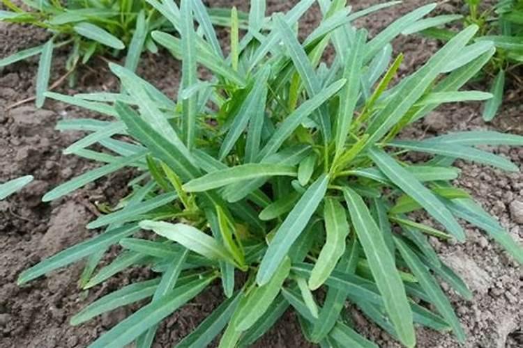蕹菜(空心菜)叶子和芽发白,不是斑点状的,就是整张叶子都白。百度知...