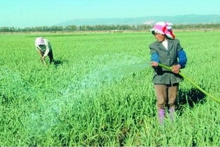 大蒜反清水上什么肥料？