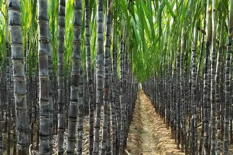 兰花什么季节施肥最好