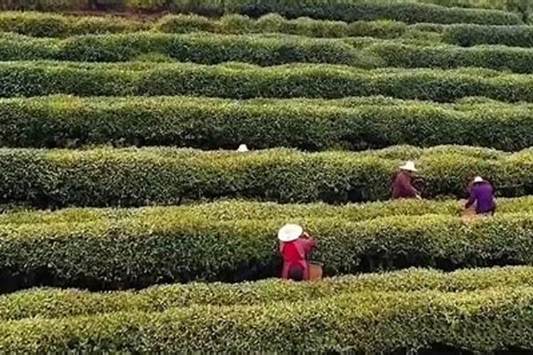 番茄使用芸苔素内酯的功效和注意事项是什么？