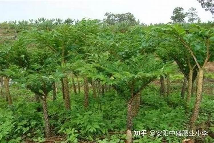 雨天不能去魔芋地里吗？