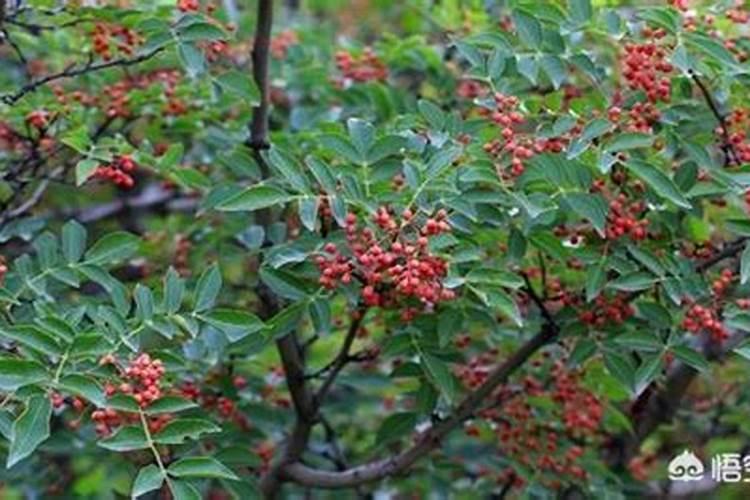 花椒叶面肥多久打好