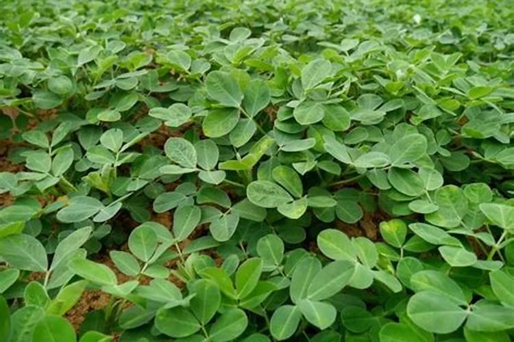 花生幼苗可以喷叶面肥吗 使用什么肥料好