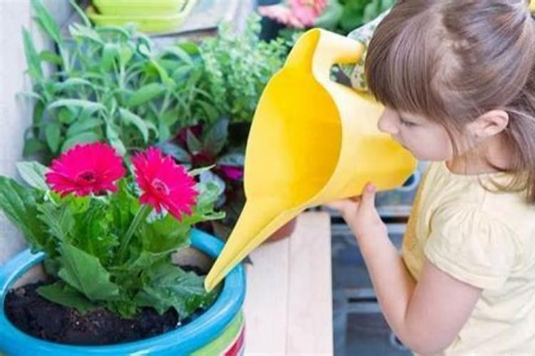 月季施什么肥最好 适合用什么肥料