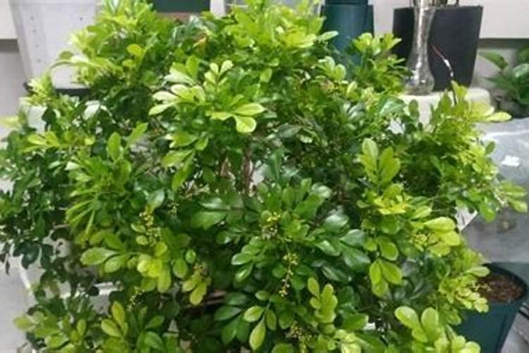 米兰浇什么肥料合适