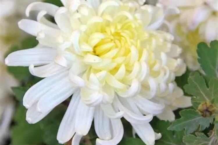 钾肥含钾量是多少