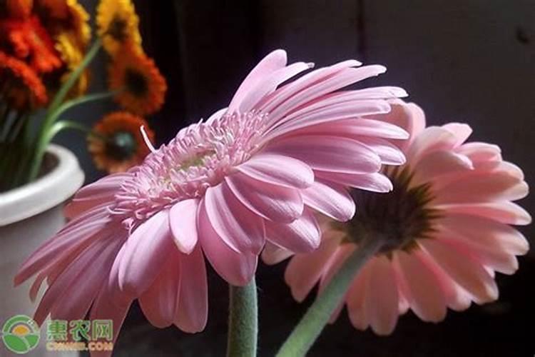 大蒜已抽苔打芸苔素能打吗？