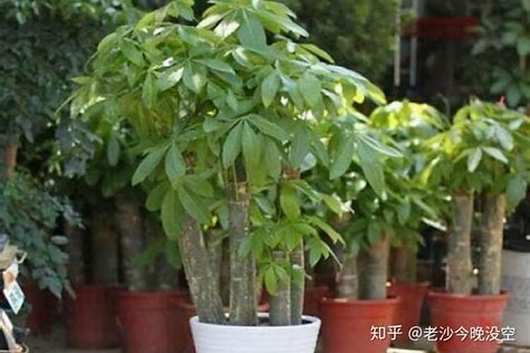 种豆可以肥田是为什么