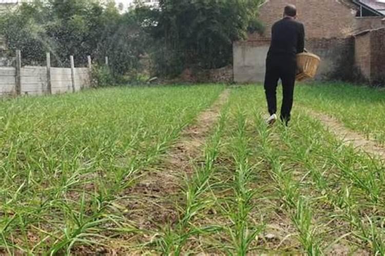 大蒜出苗后多久能施追肥